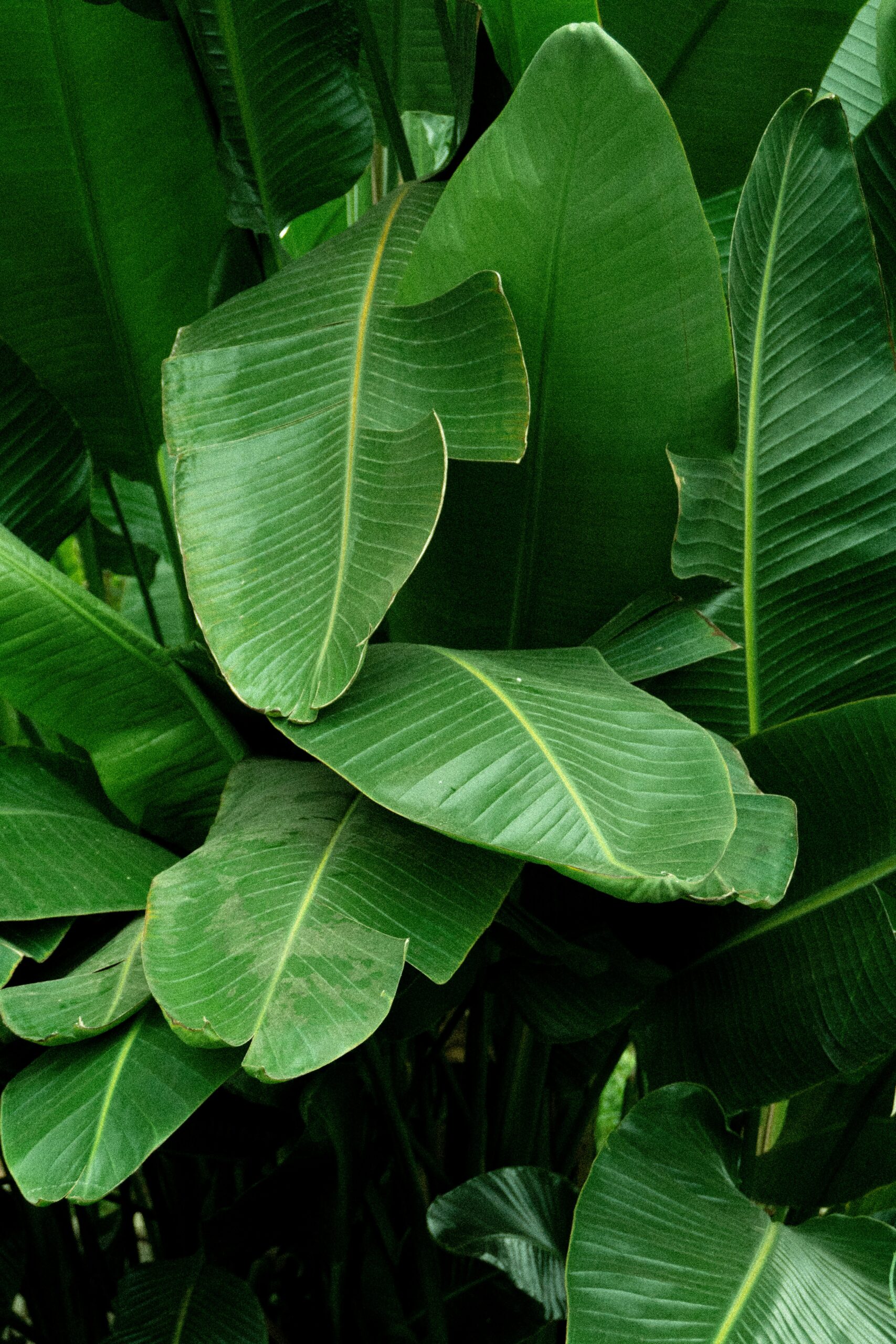 Fresh Banana Leaves